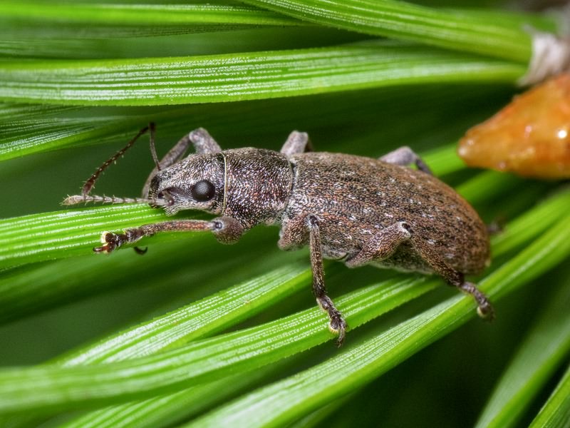 Brachyderes incanus (Linnaeus, 1758)